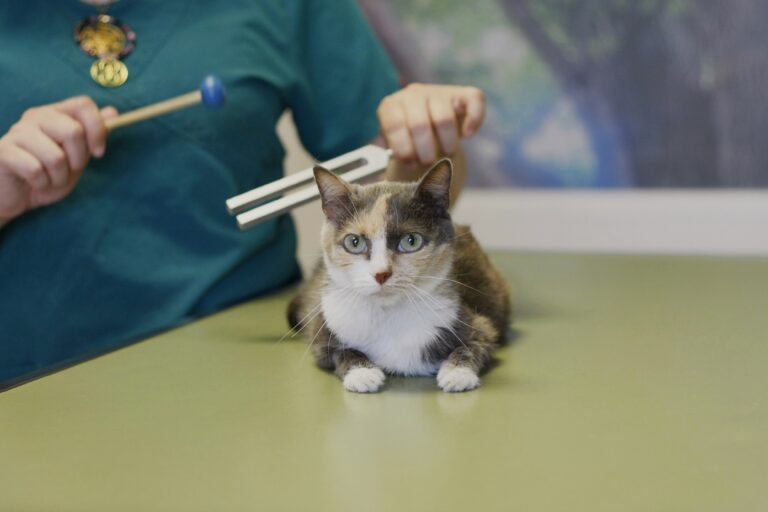 Formation sonothérapie animale au diapason : méthode professionnelle en présentiel (Phi Therapy®)