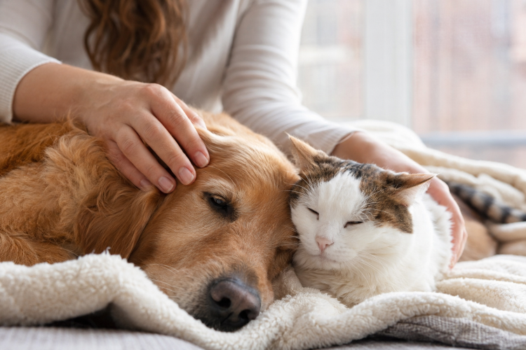 Cancer chez le chien ou le chat : quelles solutions naturelles en complément ?